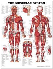 The Muscular System Anatomical Chart